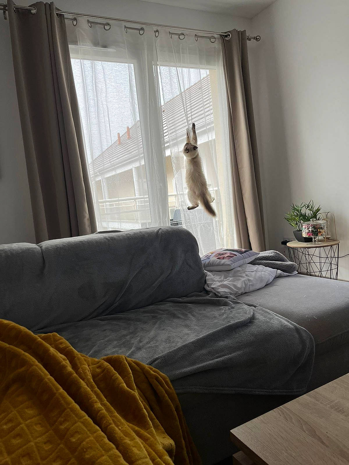 Kirua participe au concours pour gagner de l'argent avec cette photo : bed_frame, building, comfort, curtain, floor, flooring, grey, hardwood, interior_design, lamp, lighting, line, living_room, plant, property, shade, wall, window, window_blind, wood