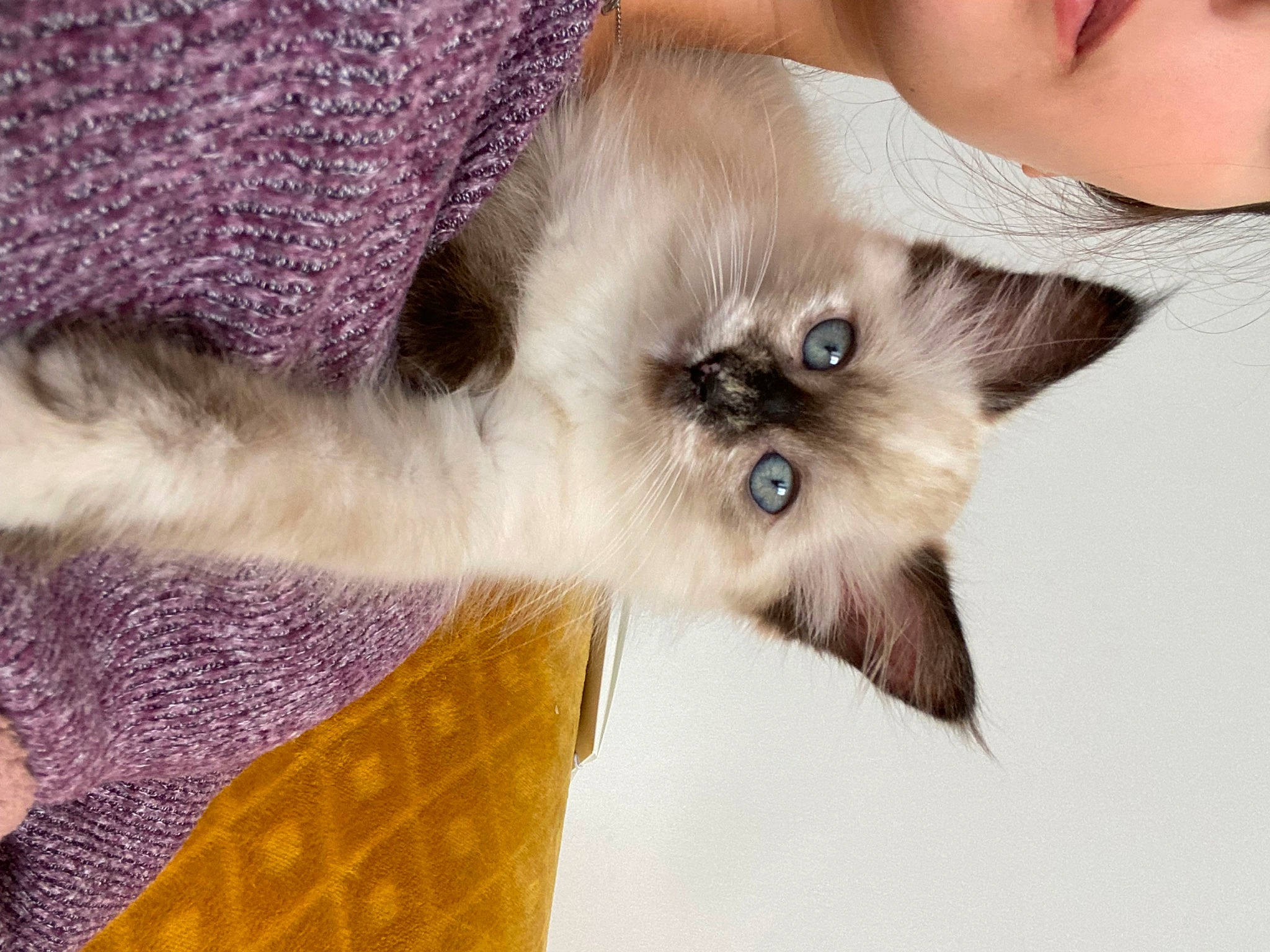 Kirua a rejoint le concours — aidez-le/la à gagner de superbes lots ! balinese, birman, carnivore, cat, fawn, felidae, fur, magenta, paw, plant, siamese, small_to_medium_sized_cats, snout, tail, thai, tonkinese, whiskers
