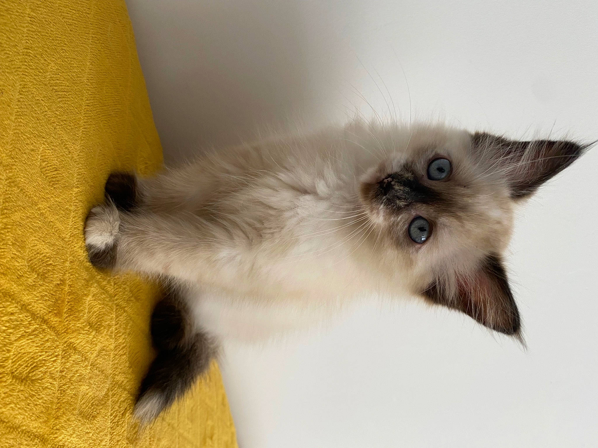 Kirua participe au concours pour gagner de l'argent avec cette photo : balinese, birman, carnivore, cat, claw, fawn, felidae, fur, paw, ragdoll, siamese, small_to_medium_sized_cats, snout, tail, thai, tonkinese, whiskers