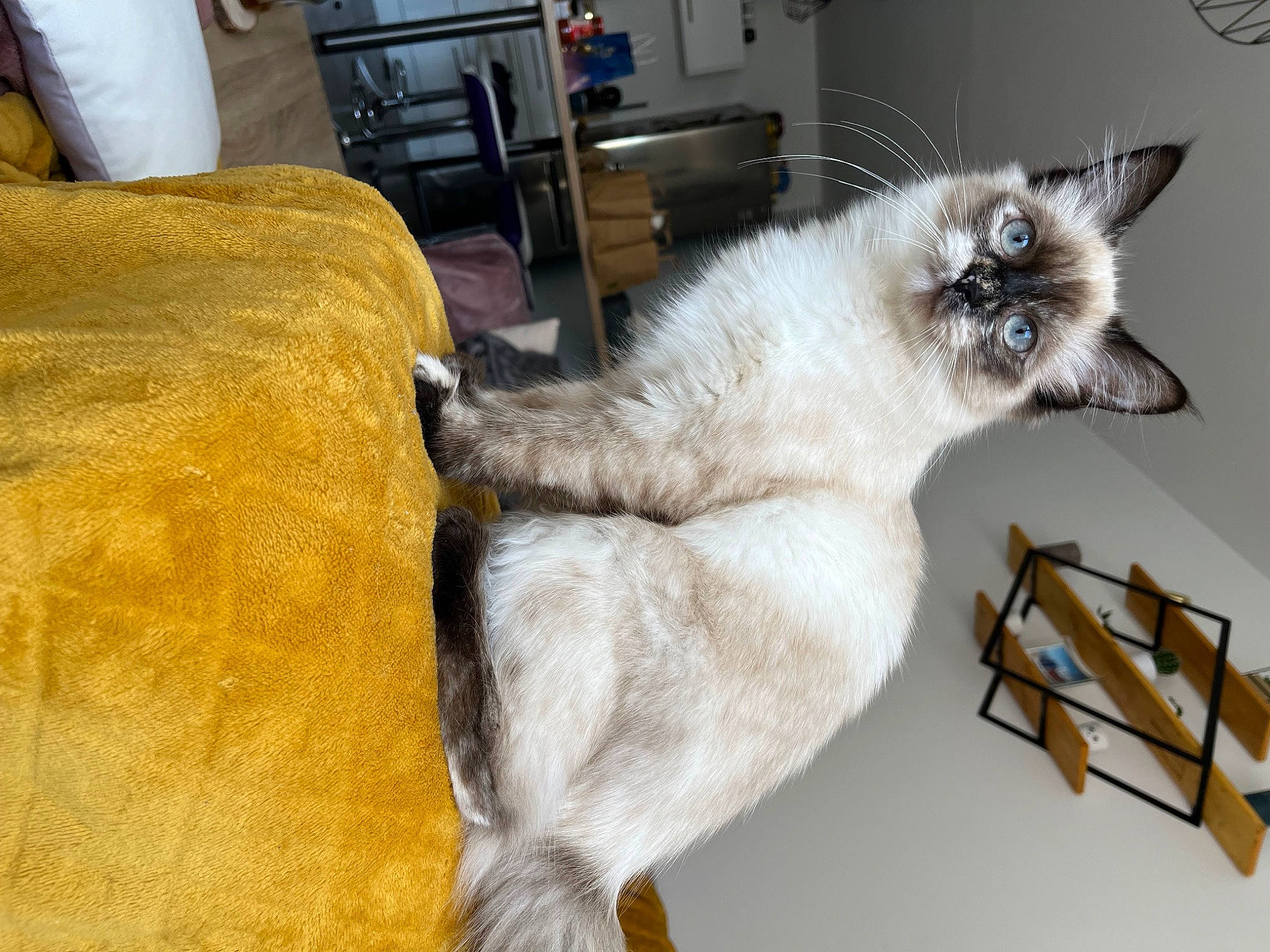 Kirua a rejoint le concours — aidez-le/la à gagner de superbes lots ! balinese, birman, carnivore, cat, chair, comfort, domestic_short_haired_cat, felidae, flooring, fur, furniture, grey, hardwood, paw, siamese, small_to_medium_sized_cats, tail, thai, whiskers, wood