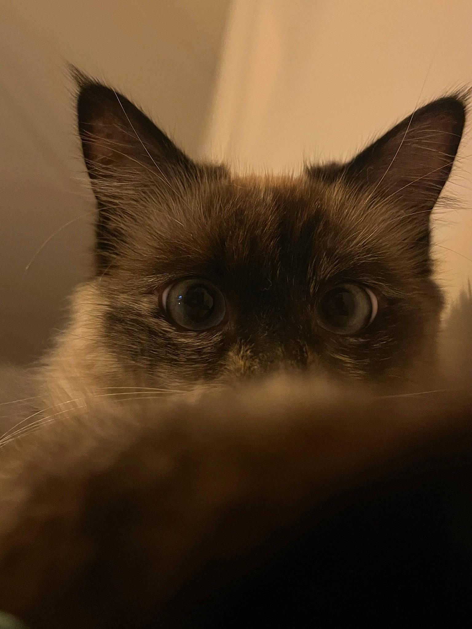 Kirua a rejoint le concours — aidez-le/la à gagner de superbes lots ! carnivore, cat, darkness, domestic_short_haired_cat, ear, felidae, fur, grey, monochrome, monochrome_photography, sky, small_to_medium_sized_cats, snout, whiskers, wildlife