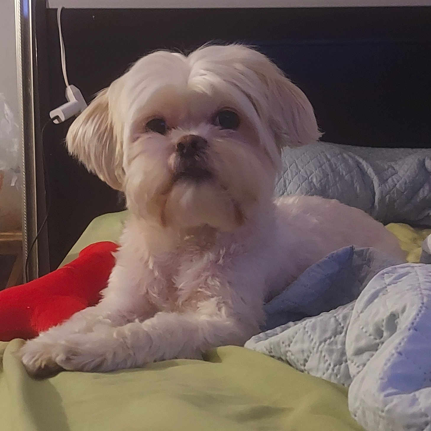 Maya Marie Gonzalez joined the competition — help win amazing prizes! animal, bed, bedroom, blanket, calm, cozy, crossed_paws, curious, dog, ears, fur, furniture, indoor, pet, pillow, plush_toy, relaxing, resting, soft, white_dog