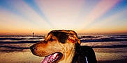 Tate is registered to the contest to win money with this photo: dog, beach, sunset, tongue_out, water, waves, sky, sunlight, collar, animal, nature, outdoor, canine, sea, horizon, pet, summer, evening, scenic, relaxation