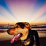 dog, beach, sunset, tongue_out, water, waves, sky, sunlight, collar, animal, nature, outdoor, canine, sea, horizon, pet, summer, evening, scenic, relaxation