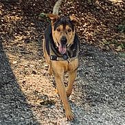 Tate is registered to the contest to win money with this photo: dog, canine, outdoor, path, gravel, leaves, sunlight, nature, pet, animal, tongue_out, walking, ears_up, playful, happy, brown, black, collar, daytime, forest_floor