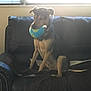 Tate is registered to the contest to win money with this photo: dog, ball, couch, leather, indoor, window, pet, animal, sitting, toy, brown, black, light, shadow, furniture, home, relaxing, domestic, companion, bright