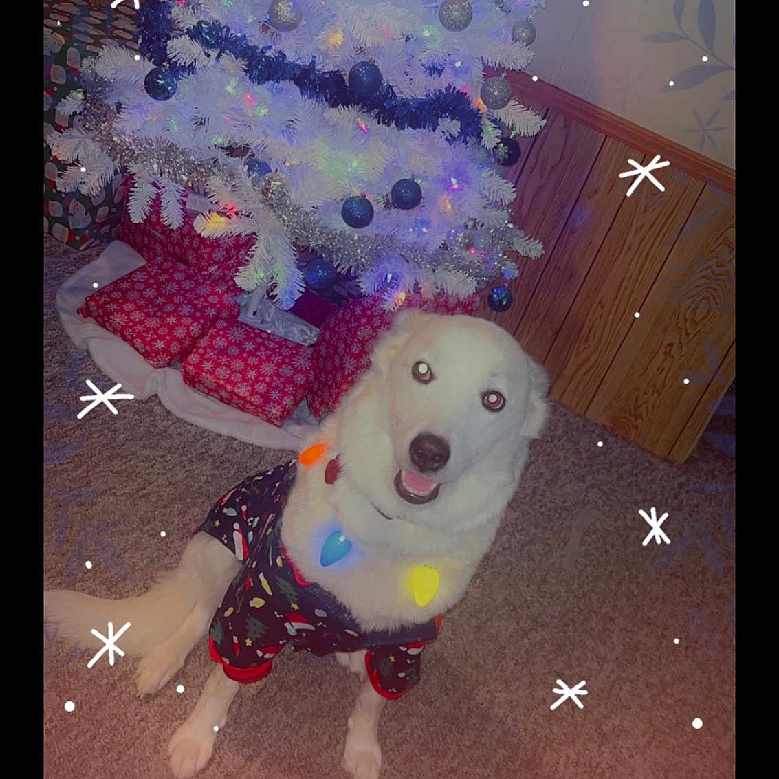 Mellow joined the competition — help win amazing prizes! accessories, animal, architecture, building, canine, christmas, christmasdecorations, couch, dog, eskimodog, festival, furniture, husky, indoors, livingroom, pet, puppy, room, toy, whitedog