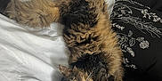 Scar is registered to the contest to win money with this photo: cat, fluffy, bed, white_bedspread, black_pillow, upside_down, relaxed, indoor, pet, feline, fur, wide_eyes, cozy, home, animal, resting, cute, whiskers, tail, curled_paws