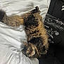 cat, fluffy, bed, white_bedspread, black_pillow, upside_down, relaxed, indoor, pet, feline, fur, wide_eyes, cozy, home, animal, resting, cute, whiskers, tail, curled_paws