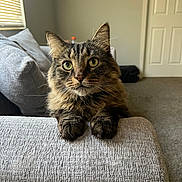 Scar joined the competition — help win amazing prizes! cat, tabby_cat, pet, animal, feline, green_eyes, fluffy, whiskers, paws, couch, armrest, indoor, living_room, window, blinds, carpet, door, gray, texture, natural_light