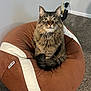 Scar is registered to the contest to win money with this photo: cat, tabby_cat, bean_bag, brown, cream, furniture, carpet, indoor, pet, animal, fluffy, sitting, wide_eyes, fur, whiskers, ears, nose, tail, cute, domestic_cat