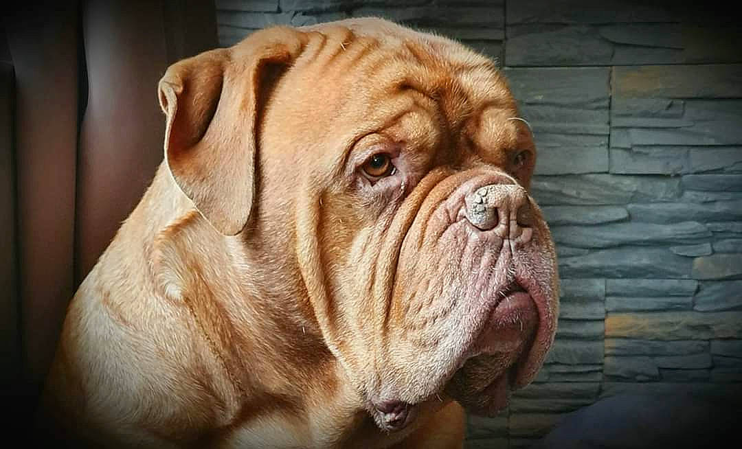 Hooch a rejoint le concours — aidez-le/la à gagner de superbes lots ! ancient_dog_breeds, bulldog, canidae, carnivore, companion_dog, dog, dog_breed, dogue_de_bordeaux, korean_mastiff, mammal, molosser, old_english_bulldog, olde_english_bulldogge, ori_pei, skin, snout, sporting_group, vertebrate, working_dog, wrinkle