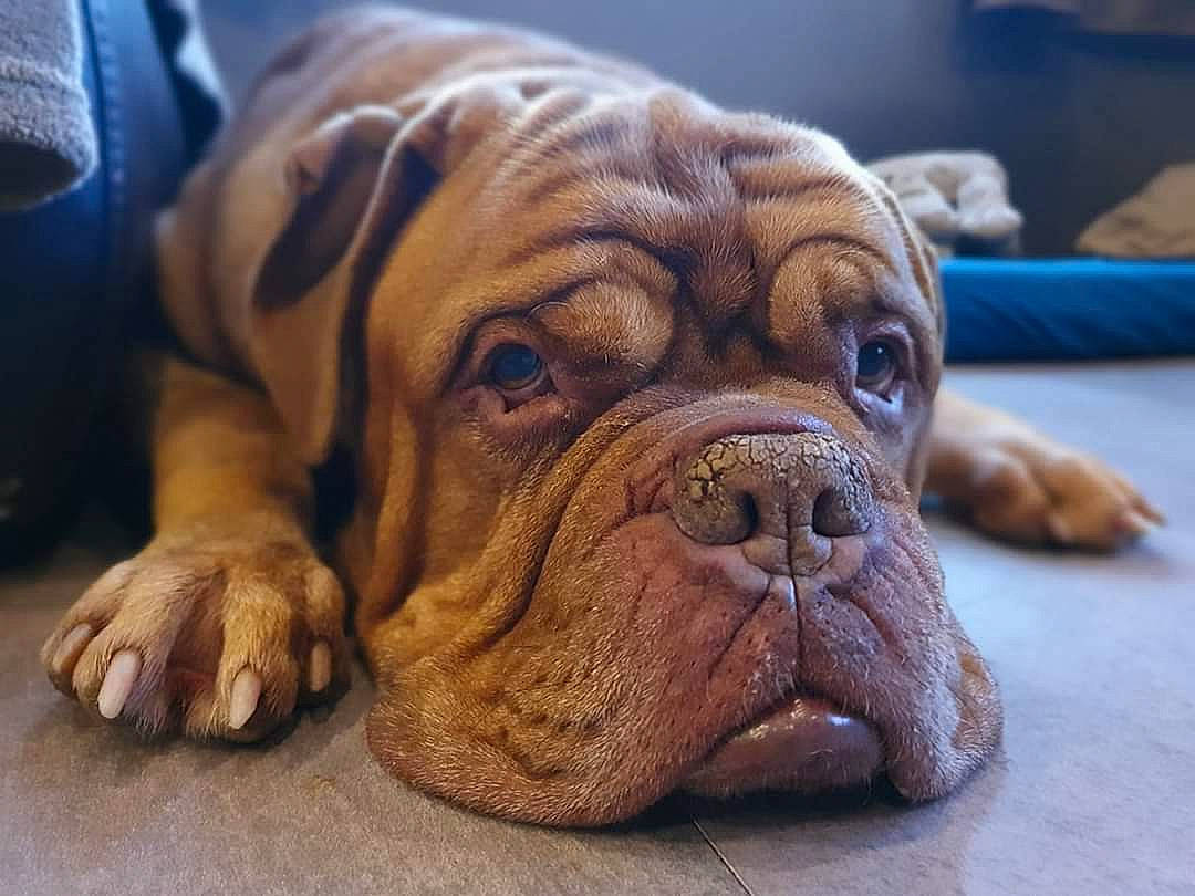 Hooch a rejoint le concours — aidez-le/la à gagner de superbes lots ! ancient_dog_breeds, british_bulldogs, bulldog, bullmastiff, canidae, carnivore, companion_dog, dog, dog_breed, dogue_de_bordeaux, korean_mastiff, mammal, molosser, old_english_bulldog, olde_english_bulldogge, ori_pei, skin, snout, vertebrate, wrinkle