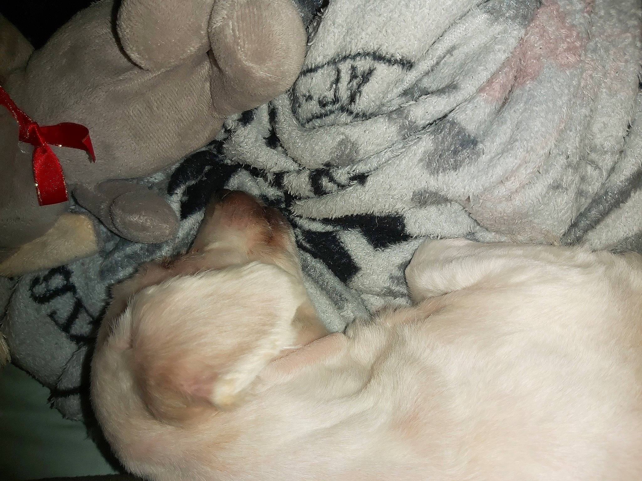 Khaïly a rejoint le concours — aidez-le/la à gagner de superbes lots ! canidae, carnivore, cat, fawn, felidae, fur, nap, non_sporting_group, paw, sleep, snout, sporting_group