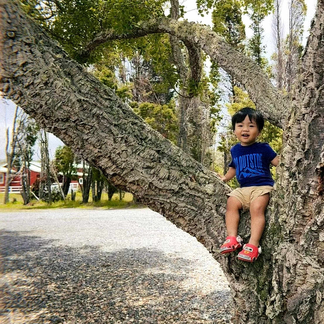 Paulo Bernal Salazar is registered to the contest to win money with this photo: child, tree, outdoor, nature, greenery, grass, leaves, branch, smiling, boy, casual_clothing, red_shoes, daylight, park, trunk, playful, happy, young, person, scenery