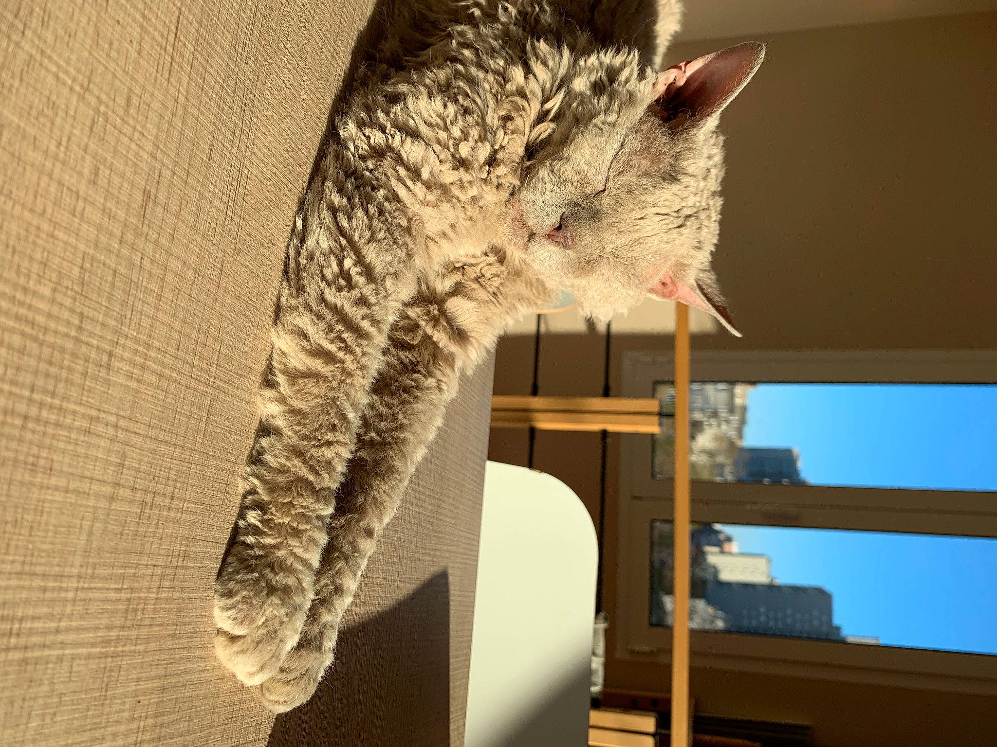 Merlin a rejoint le concours — aidez-le/la à gagner de superbes lots ! asian, british_shorthair, california_spangled, carnivore, cat, domestic_short_haired_cat, dragon_li, egyptian_mau, european_shorthair, felidae, fur, interior_design, kitten, ocicat, pixie_bob, small_to_medium_sized_cats, tabby_cat, tail, whiskers