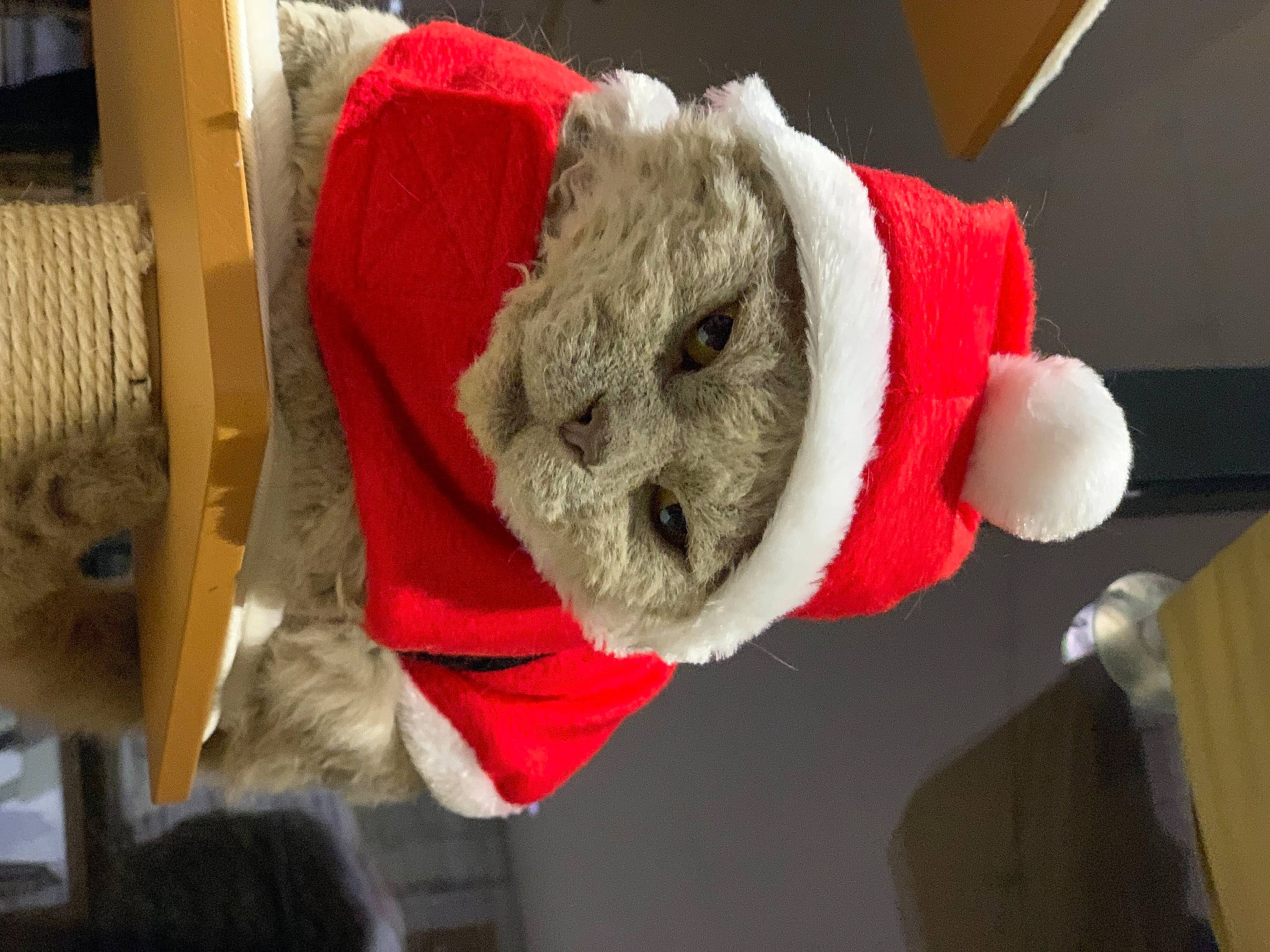 Merlin participe au concours pour gagner de l'argent avec cette photo : christmas, fictional_character, fur, plush, stuffed_toy, wool
