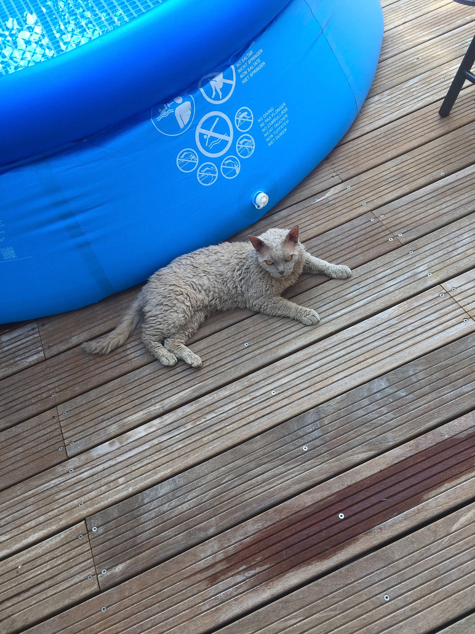 Merlin a rejoint le concours — aidez-le/la à gagner de superbes lots ! blue, cat, deck, floor, flooring, hardwood, leg, play, sand, shoe, wood, wood_flooring