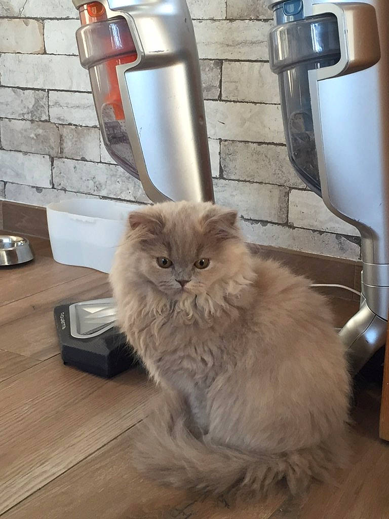 Princesse participe au concours pour gagner de l'argent avec cette photo : asian_semi_longhair, british_longhair, british_semi_longhair, carnivore, cat, domestic_long_haired_cat, fawn, felidae, floor, flooring, fur, hardwood, mammal, norwegian_forest_cat, persian, ragamuffin, small_to_medium_sized_cats, whiskers, wood, wood_flooring