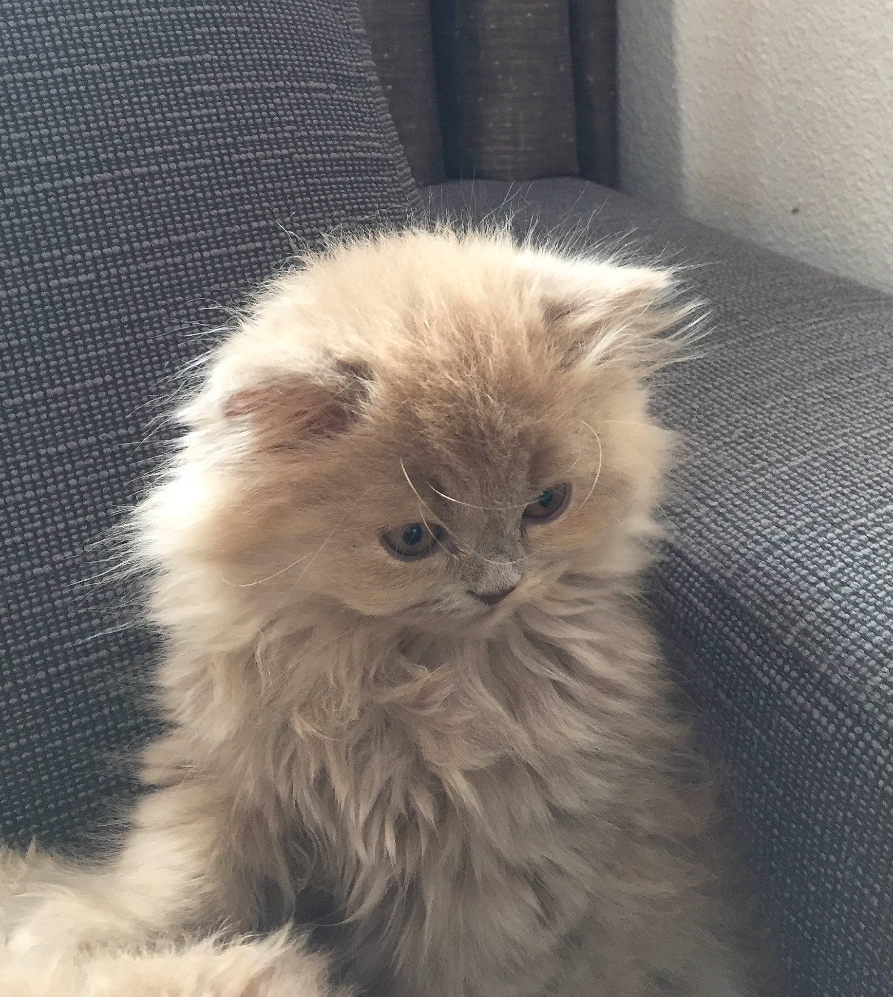 Princesse a rejoint le concours — aidez-le/la à gagner de superbes lots ! asian_semi_longhair, british_longhair, british_semi_longhair, carnivore, cat, domestic_long_haired_cat, eye, fawn, felidae, fur, kitten, mammal, napoleon_cat, norwegian_forest_cat, persian, ragamuffin, ragdoll, small_to_medium_sized_cats, vertebrate, whiskers