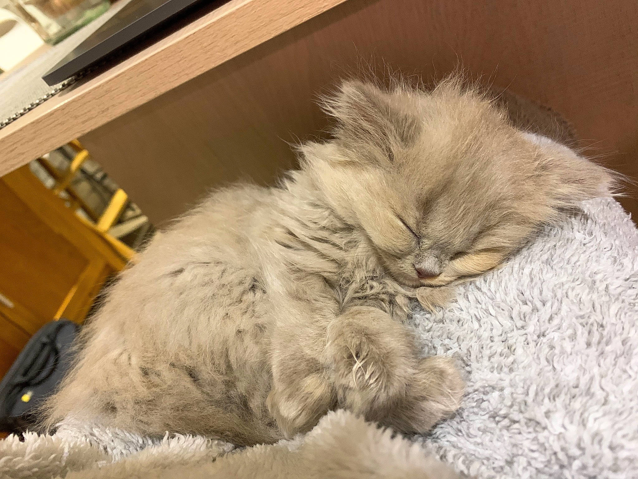 Princesse a rejoint le concours — aidez-le/la à gagner de superbes lots ! american_curl, asian_semi_longhair, british_longhair, british_semi_longhair, carnivore, cat, domestic_long_haired_cat, fawn, felidae, fur, kitten, nap, persian, ragamuffin, ragdoll, selkirk_rex, siberian, sleep, small_to_medium_sized_cats, whiskers