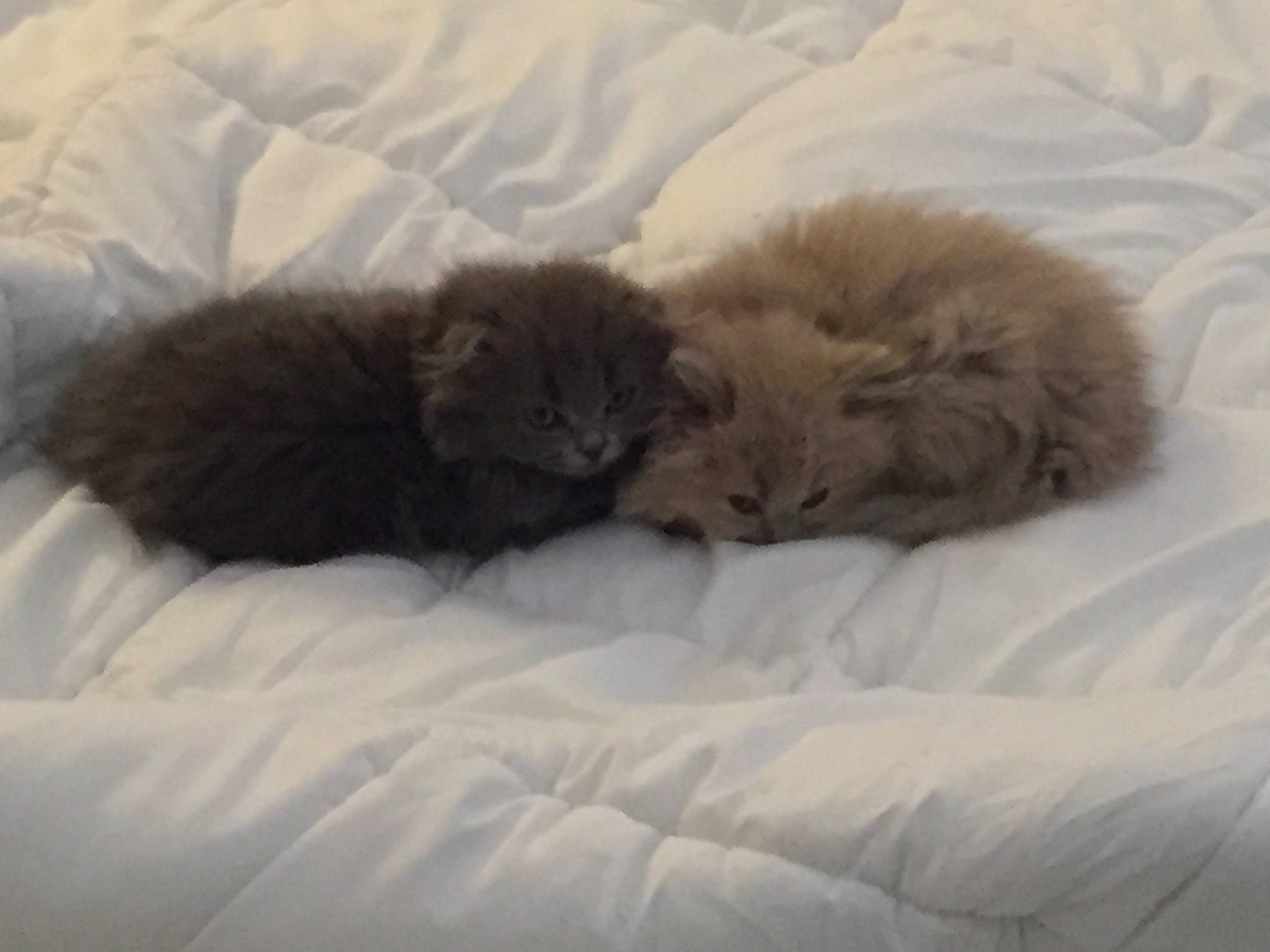 Princesse participe au concours pour gagner de l'argent avec cette photo : british_longhair, british_semi_longhair, carnivore, cat, domestic_long_haired_cat, fawn, felidae, fur, kitten, mammal, nebelung, norwegian_forest_cat, persian, small_to_medium_sized_cats, vertebrate, whiskers