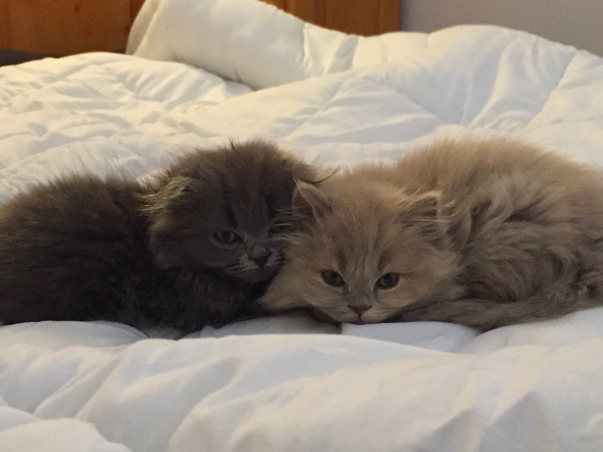 Princesse a rejoint le concours — aidez-le/la à gagner de superbes lots ! bed, british_longhair, british_semi_longhair, carnivore, cat, comfort, domestic_long_haired_cat, eye, felidae, fur, kitten, mammal, nap, nebelung, norwegian_forest_cat, persian, ragdoll, small_to_medium_sized_cats, vertebrate, whiskers