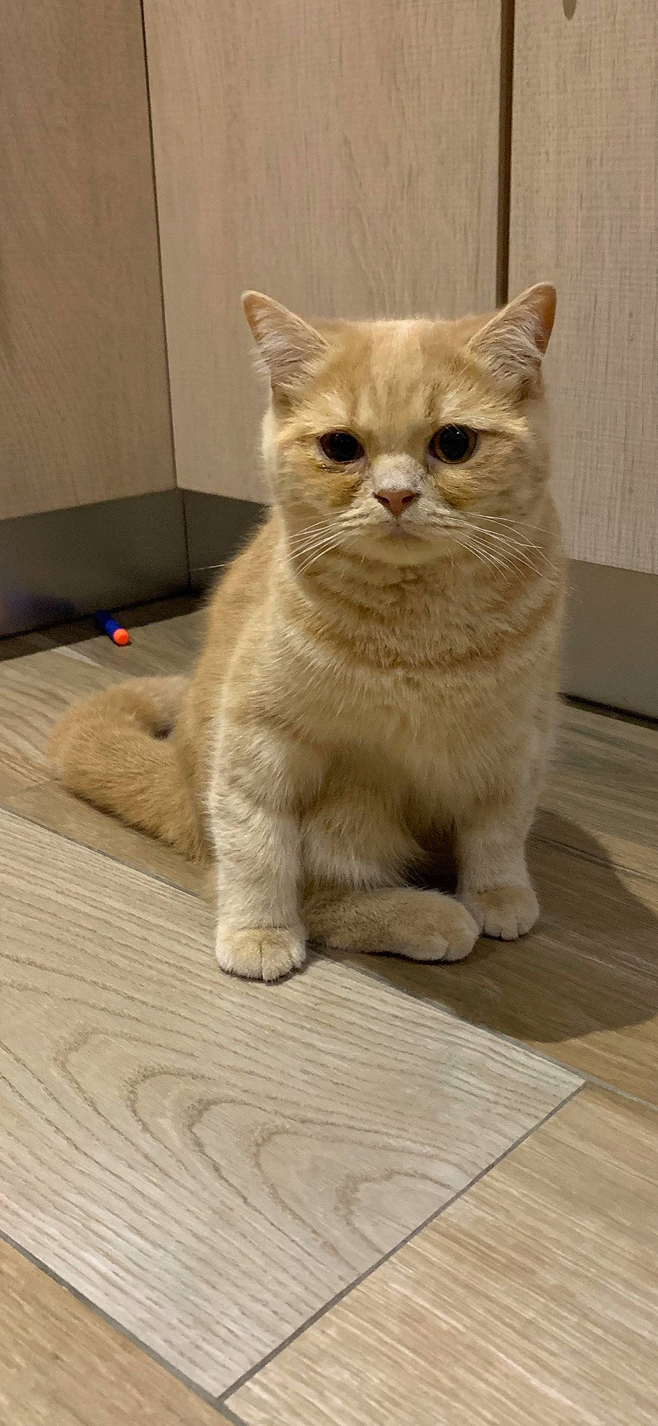 Caramou participe au concours pour gagner de l'argent avec cette photo : asian, asian_semi_longhair, british_longhair, british_semi_longhair, british_shorthair, carnivore, cat, domestic_short_haired_cat, european_shorthair, fawn, felidae, kitten, mammal, munchkin, persian, scottish_fold, small_to_medium_sized_cats, snout, vertebrate, whiskers