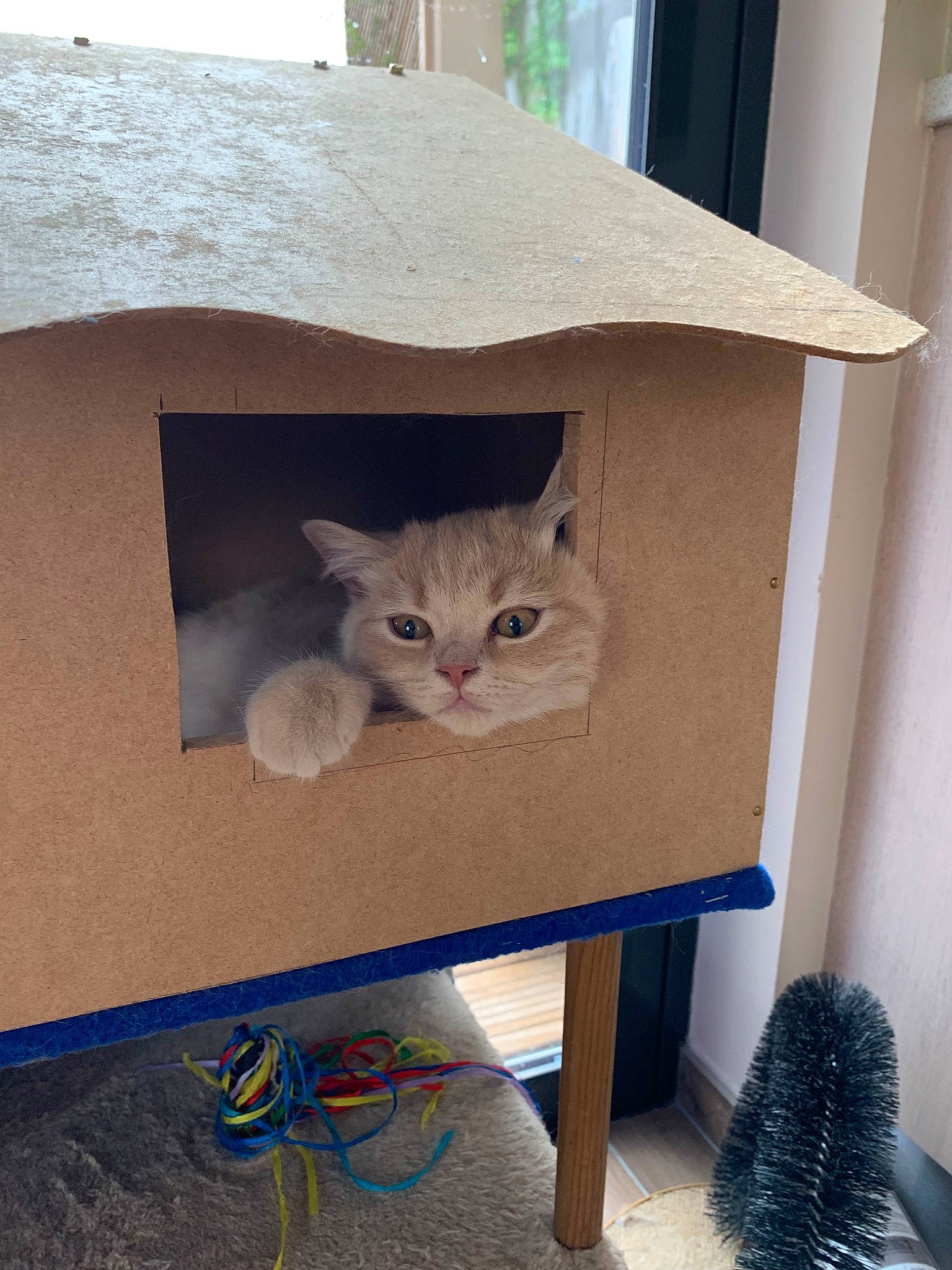 Caramou participe au concours pour gagner de l'argent avec cette photo : asian, british_shorthair, burmese, cardboard, carnivore, cat, cat_furniture, chartreux, domestic_short_haired_cat, european_shorthair, fawn, felidae, kitten, small_to_medium_sized_cats, whiskers