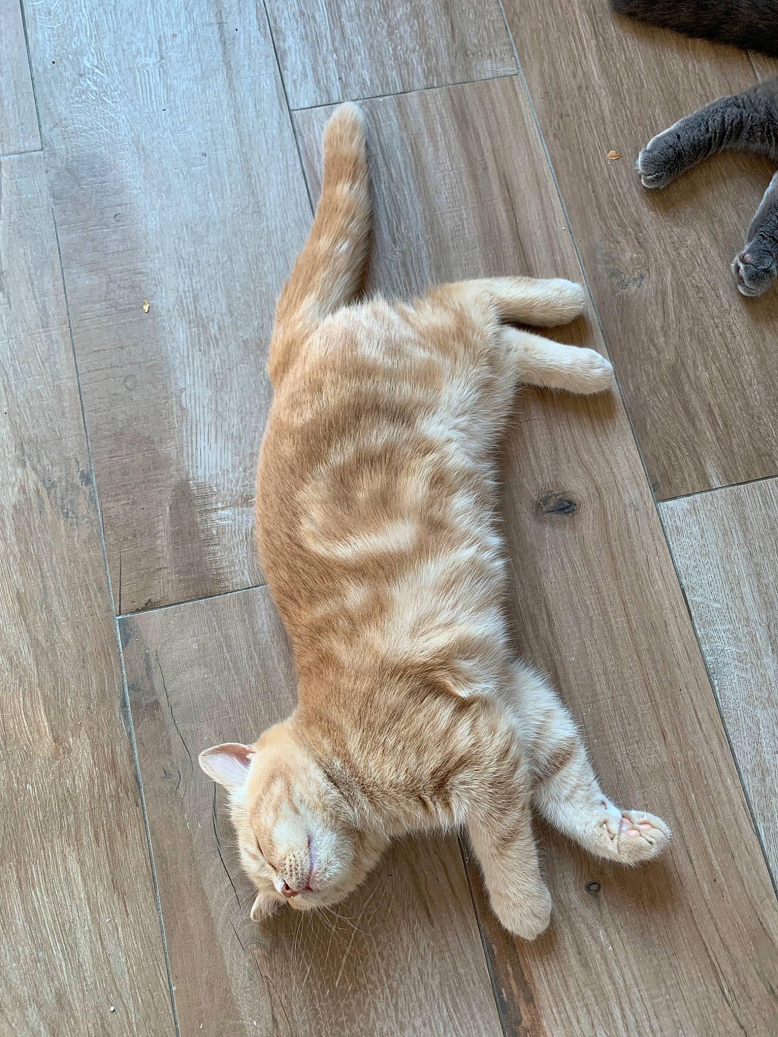 Caramou participe au concours pour gagner de l'argent avec cette photo : carnivore, cat, claw, domestic_short_haired_cat, european_shorthair, fawn, felidae, floor, flooring, fur, hardwood, ocicat, paw, polydactyl_cat, small_to_medium_sized_cats, tabby_cat, tail, whiskers, wood