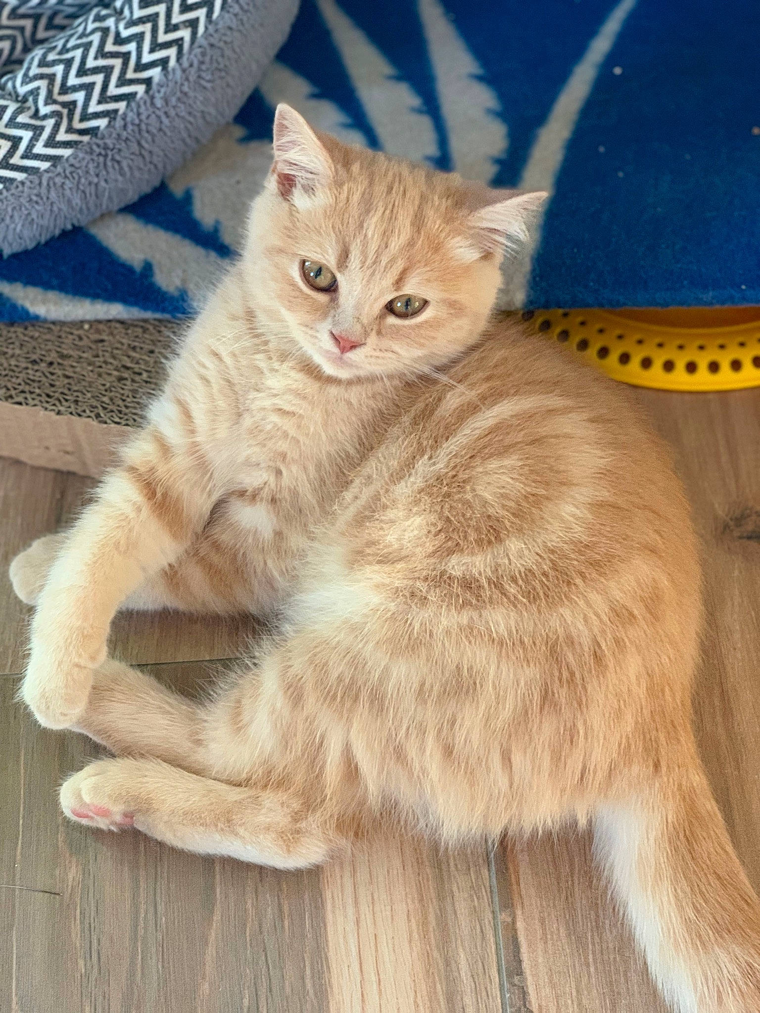 Caramou a rejoint le concours — aidez-le/la à gagner de superbes lots ! aegean_cat, arabian_mau, asian, asian_semi_longhair, australian_mist, carnivore, cat, domestic_short_haired_cat, european_shorthair, fawn, felidae, kitten, mammal, small_to_medium_sized_cats, tabby_cat, tail, vertebrate, whiskers