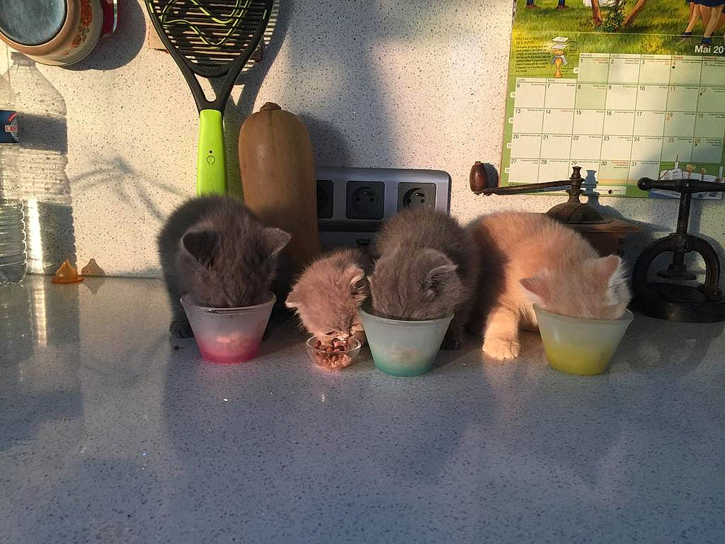 Crevette a rejoint le concours — aidez-le/la à gagner de superbes lots ! cup