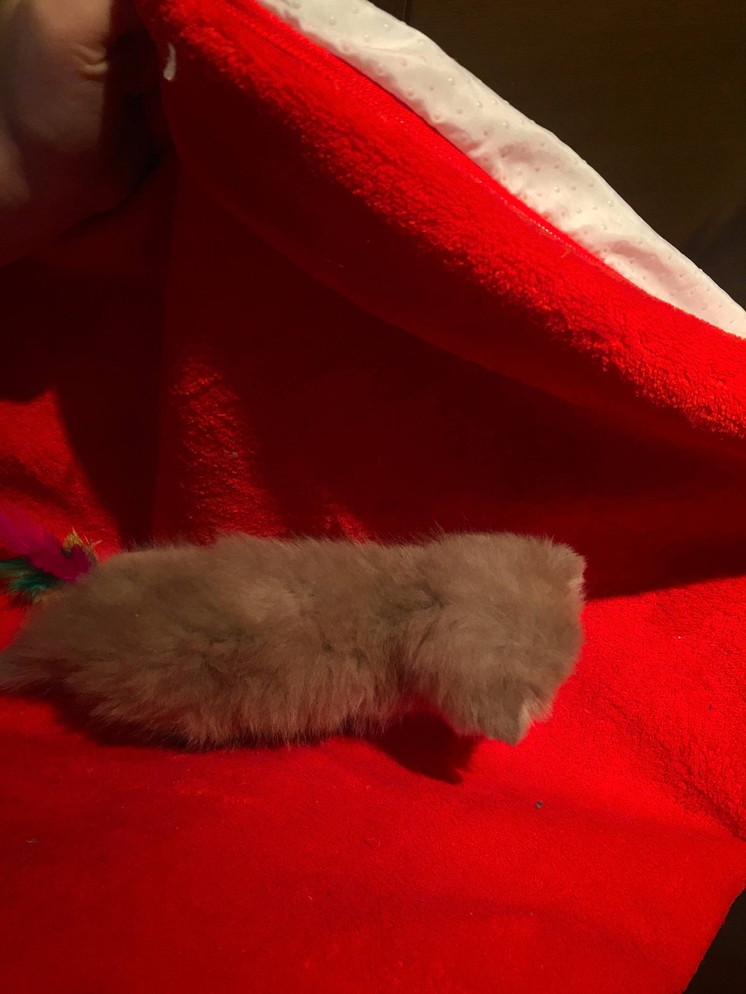 Crevette participe au concours pour gagner de l'argent avec cette photo : cat, claw, felidae, fur, red, tail