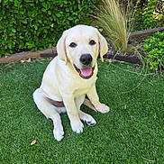 Balto participe au concours pour gagner de l'argent avec cette photo : dog, puppy, yellow_labrador, grass, garden, plants, happy, smiling, outdoor, greenery, pet, canine, nature, cute, young, sitting, tongue_out, fur, animal, sunlight