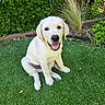 animal, canine, cute, dog, fur, garden, grass, greenery, happy, nature, outdoor, pet, plants, puppy, sitting, smiling, sunlight, tongue_out, yellow_labrador, young