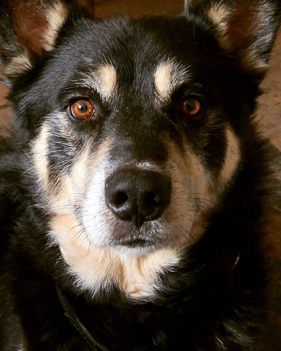 Taïgo a rejoint le concours — aidez-le/la à gagner de superbes lots ! ancient_dog_breeds, canidae, canis, carnivore, companion_dog, dog, dog_breed, fur, jaw, sled_dog, snout, sporting_group, terrestrial_animal, whiskers, working_animal, working_dog