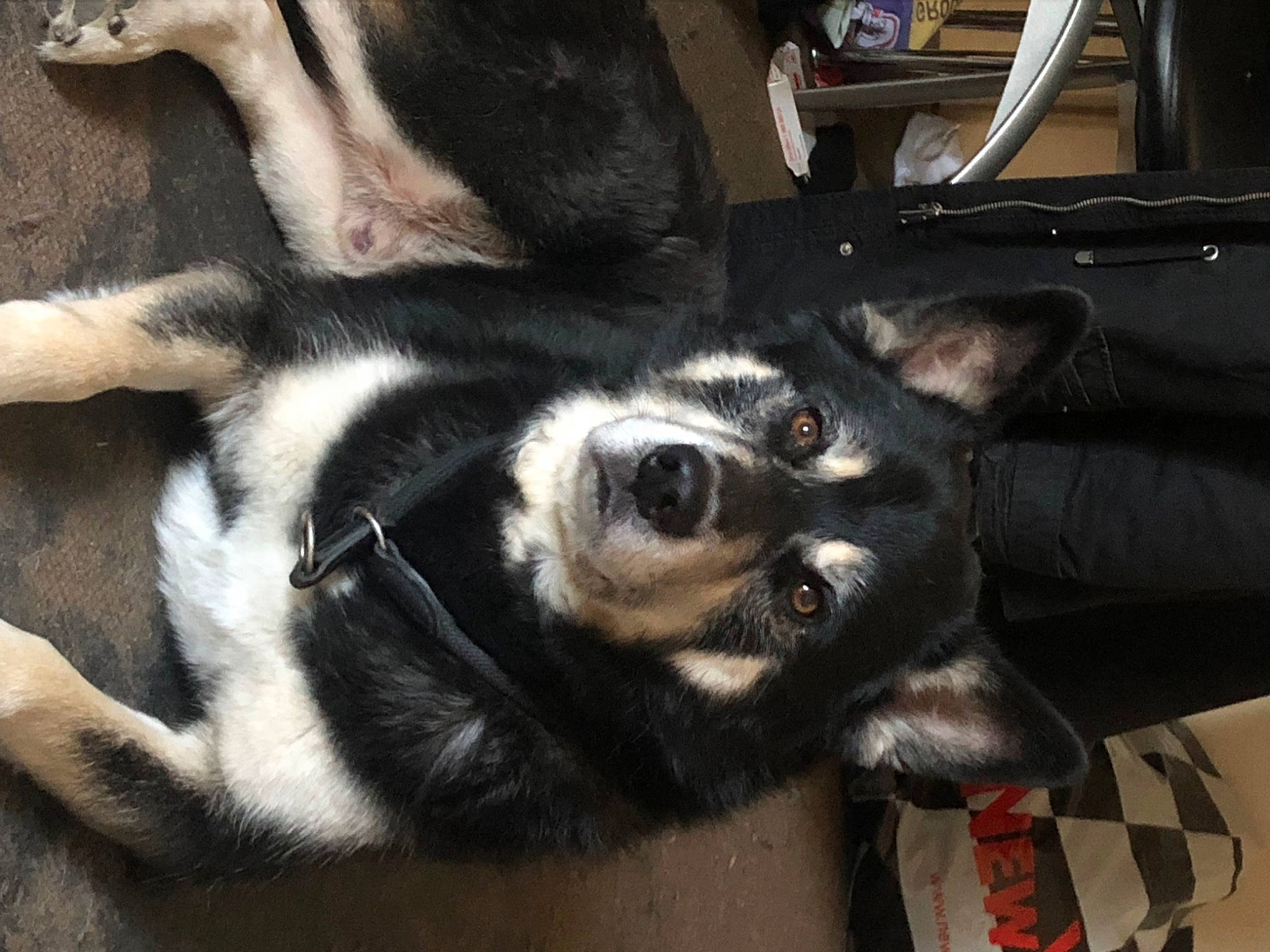 Taïgo participe au concours pour gagner de l'argent avec cette photo : auto_part, carnivore, comfort, companion_dog, dog, dog_breed, foot, fur, paw, snout, whiskers, working_animal, working_dog