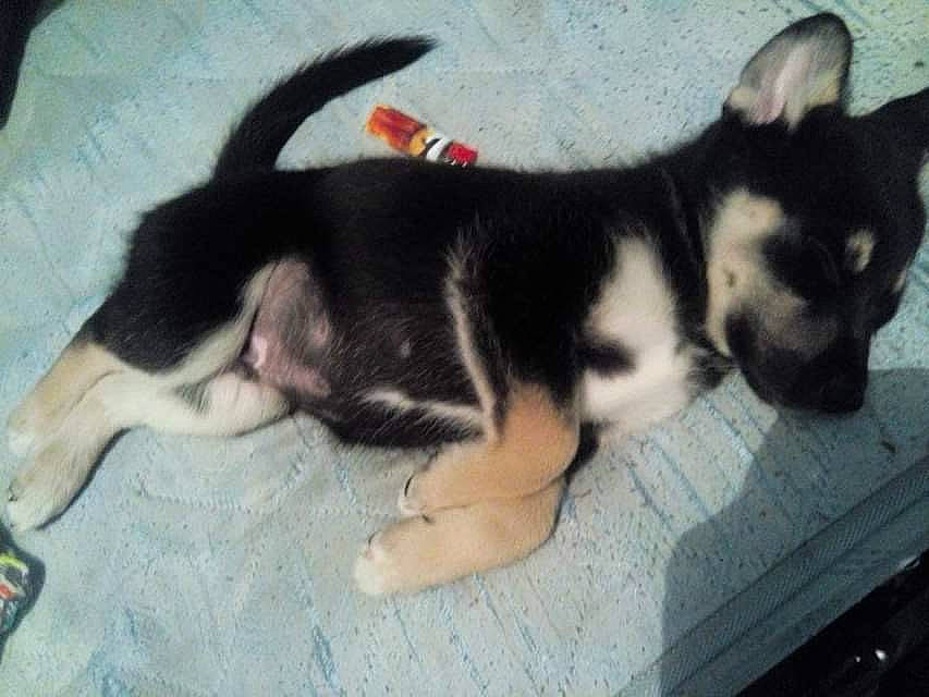 Taïgo a rejoint le concours — aidez-le/la à gagner de superbes lots ! carnivore, comfort, companion_dog, dog, dog_breed, fur, paw, snout, sporting_group, tail, terrestrial_animal, whiskers, working_dog