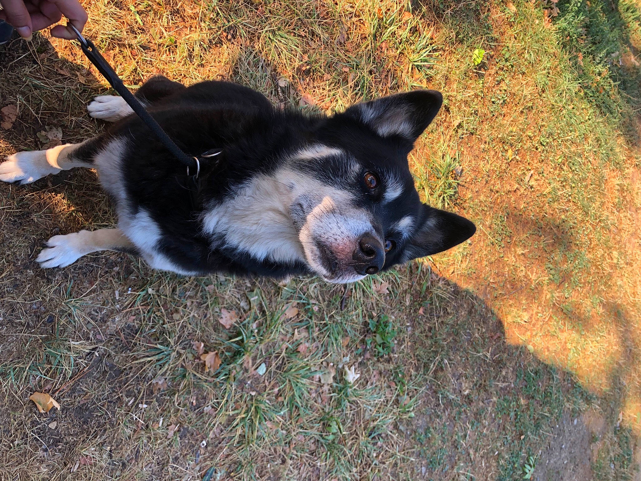 Taïgo participe au concours pour gagner de l'argent avec cette photo : canis, carnivore, companion_dog, dog, dog_breed, fur, grass, herding_dog, sled_dog, soil, terrestrial_animal, working_animal, working_dog