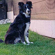 Milau participe au concours pour gagner de l'argent avec cette photo : alert, animal, black_and_white, canine, companion, daylight, dog, domestic_animal, ears, fur, grass, lawn, nature, outdoor, pet, quiet, side_profile, sitting, wall, watchful