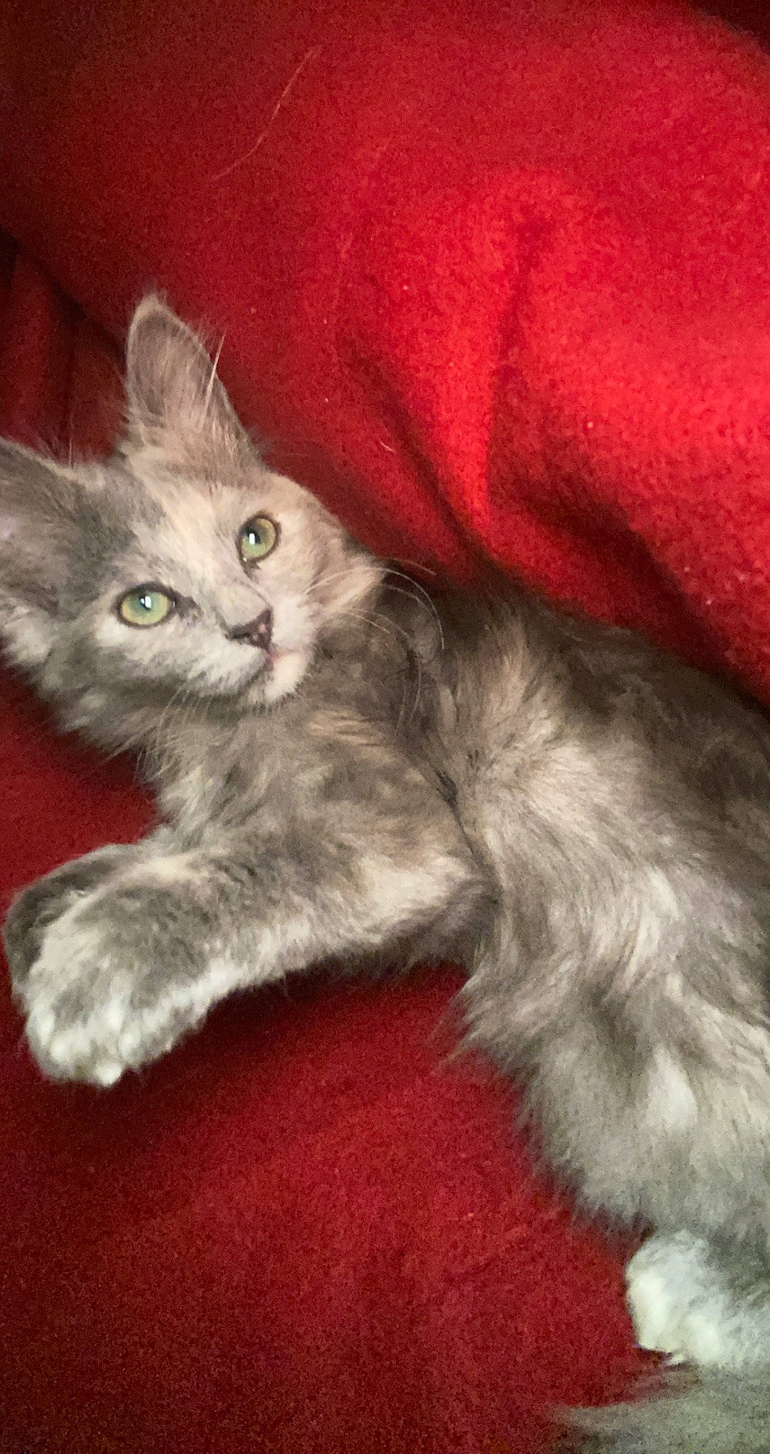 Church is registered to the contest to win money with this photo: british_longhair, carnivore, cat, cat_toy, claw, comfort, domestic_short_haired_cat, felidae, fur, grey, paw, small_to_medium_sized_cats, snout, tail, whiskers