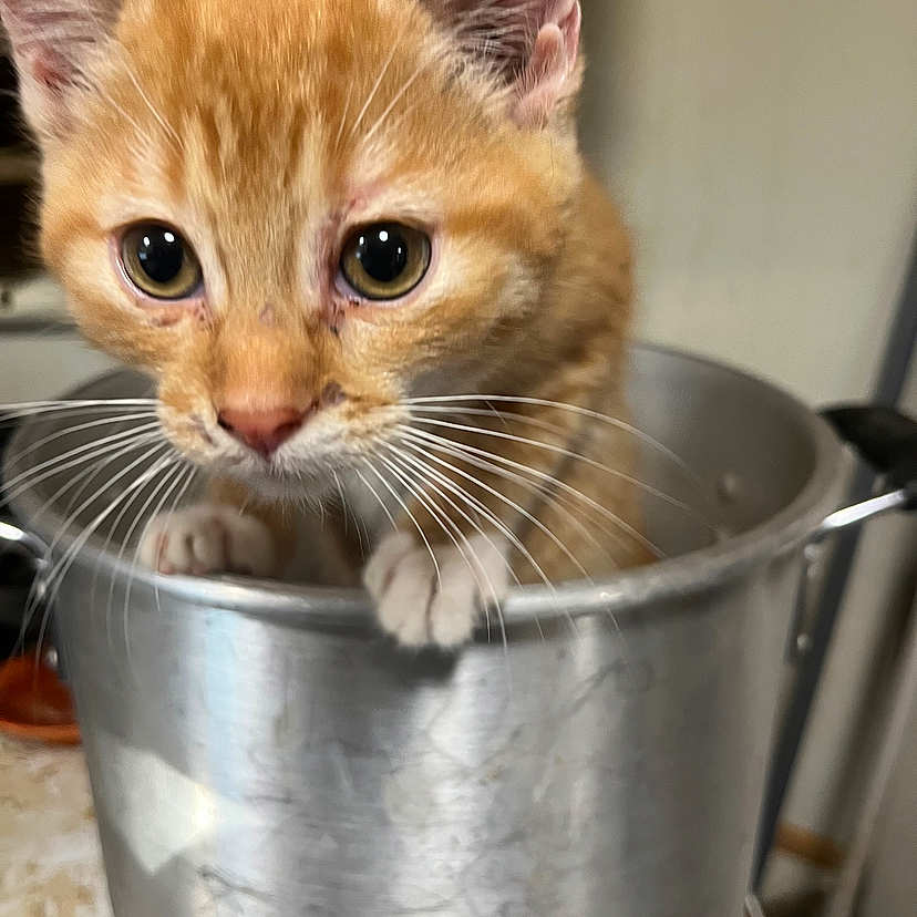 Photographers Names Support Tigger from Mandan in Cat Photo Contest - Cash