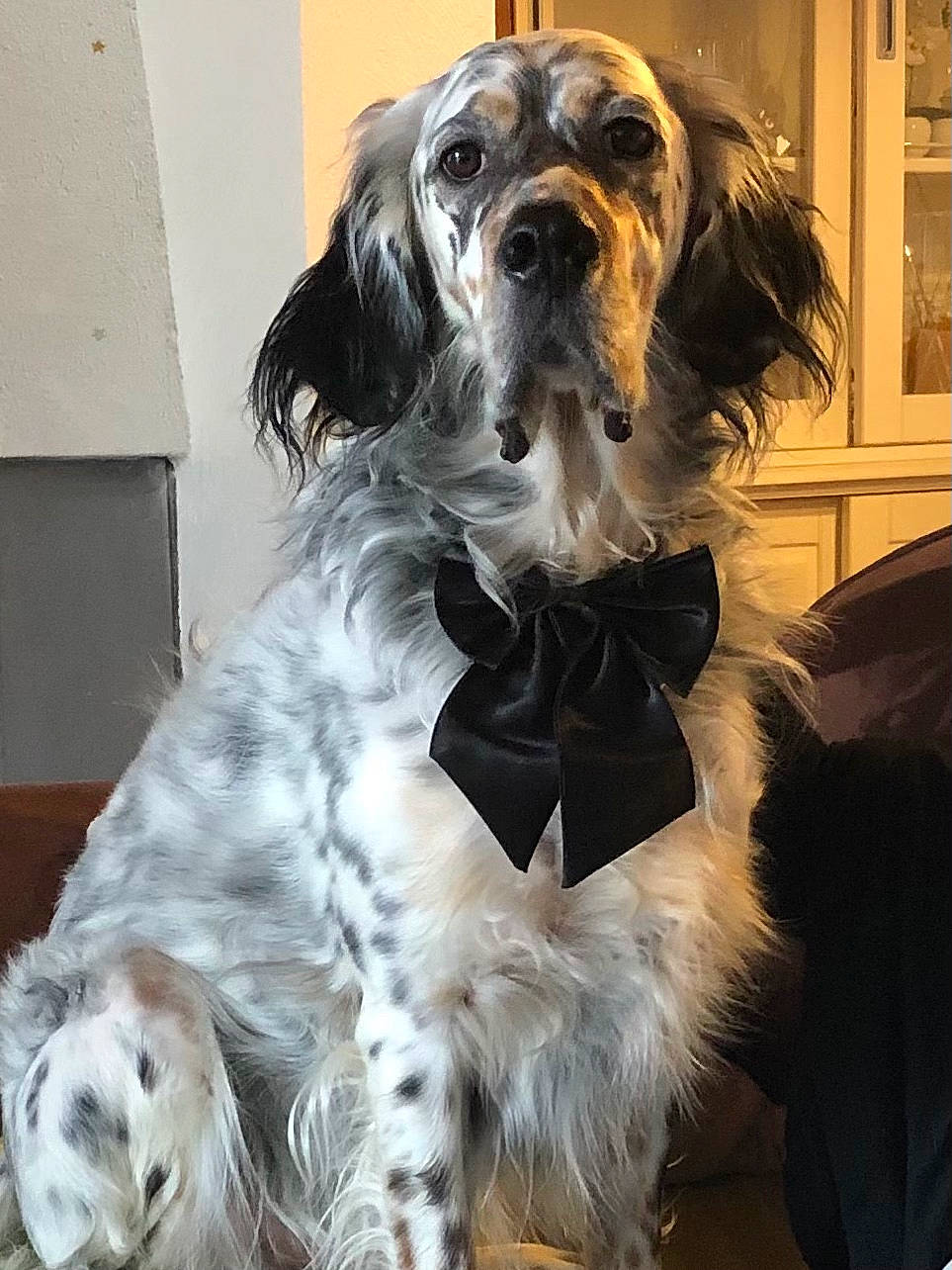 Ness a rejoint le concours — aidez-le/la à gagner de superbes lots ! canidae, carnivore, cocker_spaniel, companion_dog, dog, dog_breed, dog_supply, fur, snout, spaniel, sporting_group, vertebrate, working_animal