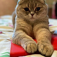 Ameli a rejoint le concours — aidez-le/la à gagner de superbes lots ! cat, scottish_fold, tablet, paws, bed, fluffy, ears, whiskers, fur, closeup, indoor, relaxed, curious, cute, animal, pet, cozy, soft, stretched, lying_down