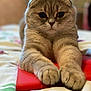 cat, scottish_fold, tablet, paws, bed, fluffy, ears, whiskers, fur, closeup, indoor, relaxed, curious, cute, animal, pet, cozy, soft, stretched, lying_down