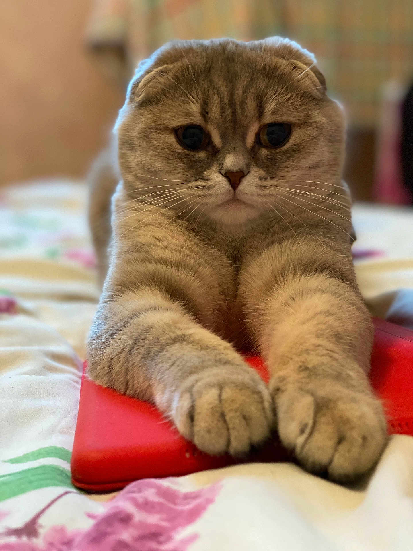 Ameli a rejoint le concours — aidez-le/la à gagner de superbes lots ! cat, scottish_fold, tablet, paws, bed, fluffy, ears, whiskers, fur, closeup, indoor, relaxed, curious, cute, animal, pet, cozy, soft, stretched, lying_down