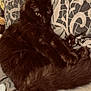 Zorro participe au concours pour gagner de l'argent avec cette photo : cat, black_cat, fluffy, feline, pet, indoor, cushion, patterned_cushion, resting, alert_eyes, fur, whiskers, close_up, animal, cute, domestic_cat, relaxed, cozy, soft_texture, home
