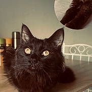 Zorro a rejoint le concours — aidez-le/la à gagner de superbes lots ! cat, black_cat, animal, pet, feline, table, wooden_table, indoor, kitchen, spices, chair, white_chair, closeup, fur, whiskers, paws, relaxed, curious, amber_eyes, fluffy