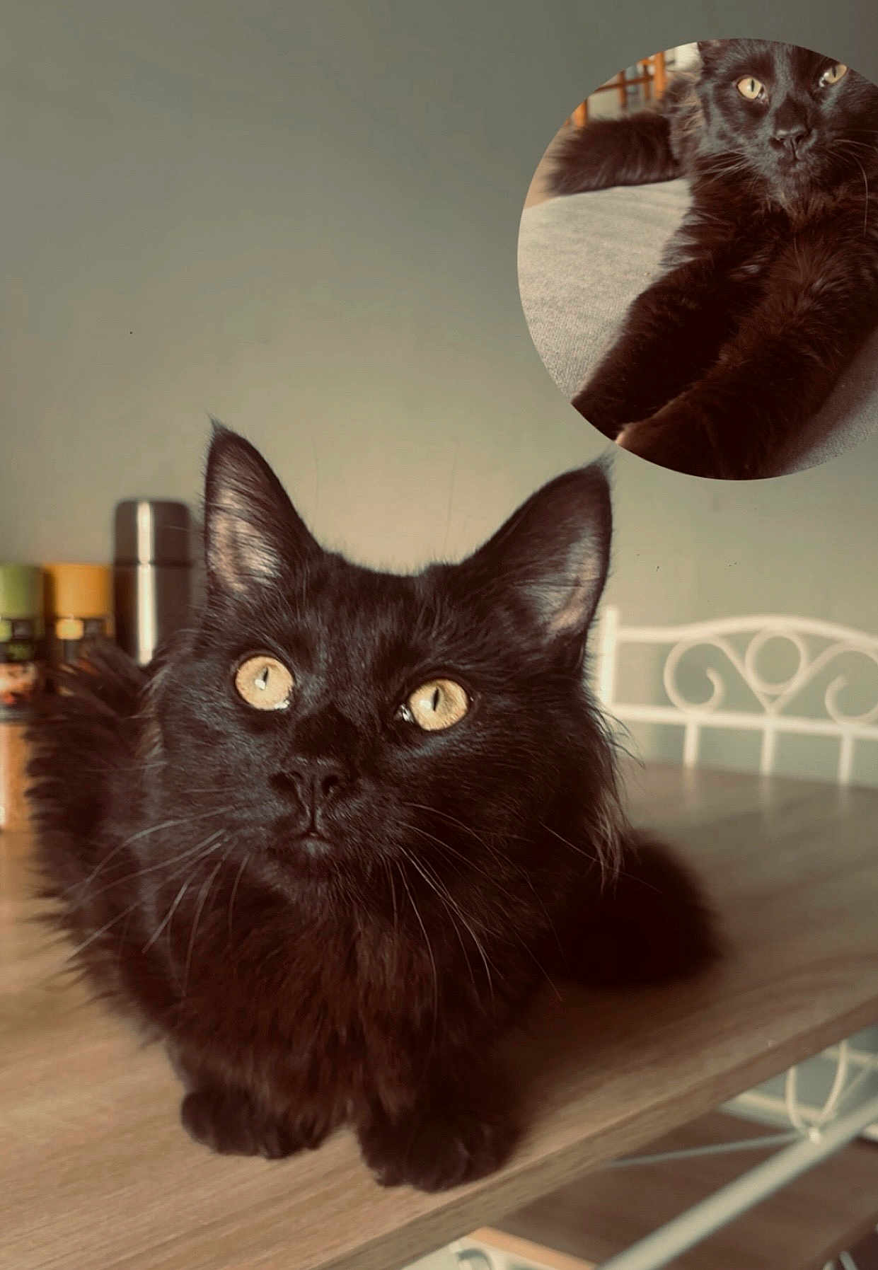 Zorro a rejoint le concours — aidez-le/la à gagner de superbes lots ! cat, black_cat, animal, pet, feline, table, wooden_table, indoor, kitchen, spices, chair, white_chair, closeup, fur, whiskers, paws, relaxed, curious, amber_eyes, fluffy