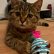Kurama participe au concours pour gagner de l'argent avec cette photo : cat, tabby_cat, pet, animal, feline, whiskers, ears, eyes, striped_fur, brown_fur, sitting, paws, toy, cat_toy, feathers, colorful, wooden_table, indoors, portrait, playful